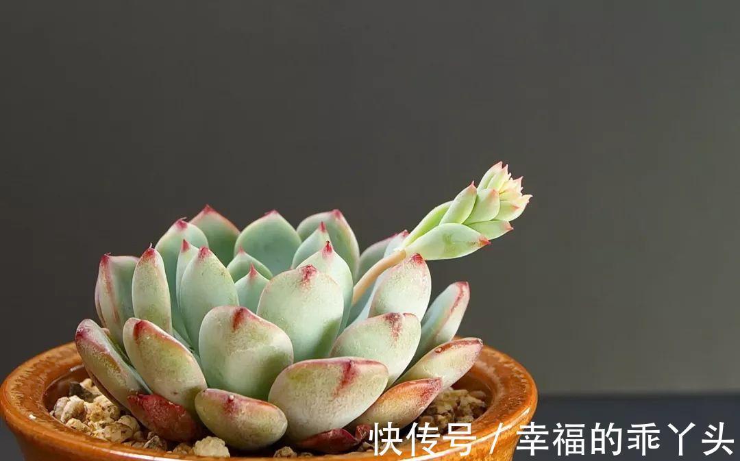 难怪刚入手的多肉会死,换盆时注意这4点,多肉一栽就活