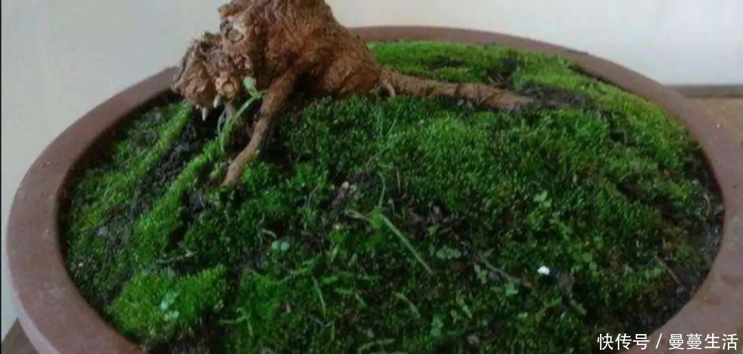 盆面|2种简单的方法,让盆景里长出绿油油的苔藓,漂亮又美观