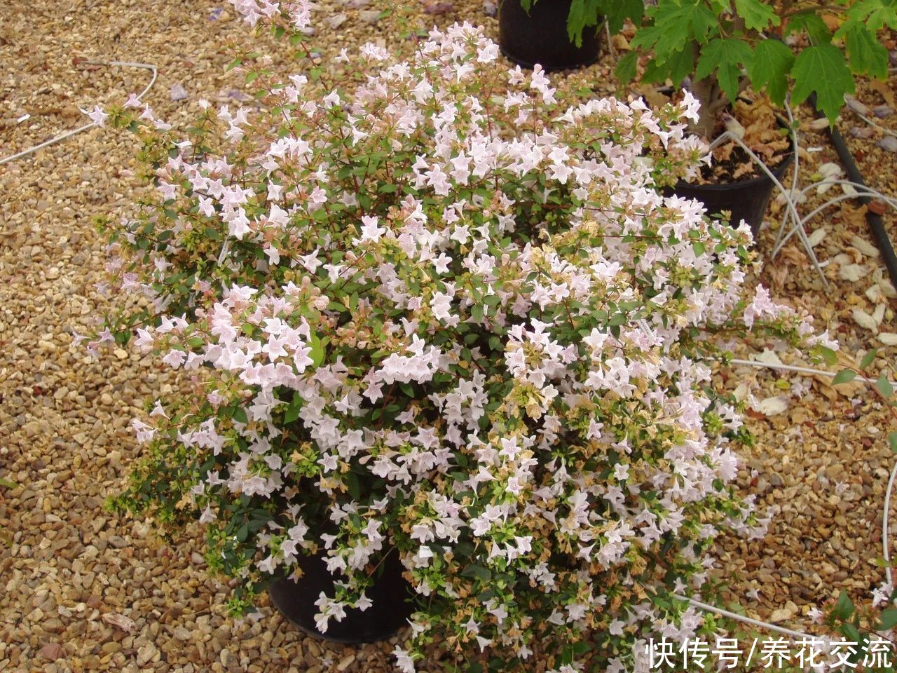 盆栽|花开灿烂的六道木，养成盆栽也好看，来看看不同的品种