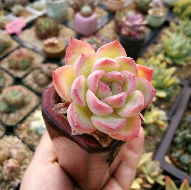 多肉为何要晒满八小时知道利弊后,才明白其中道理