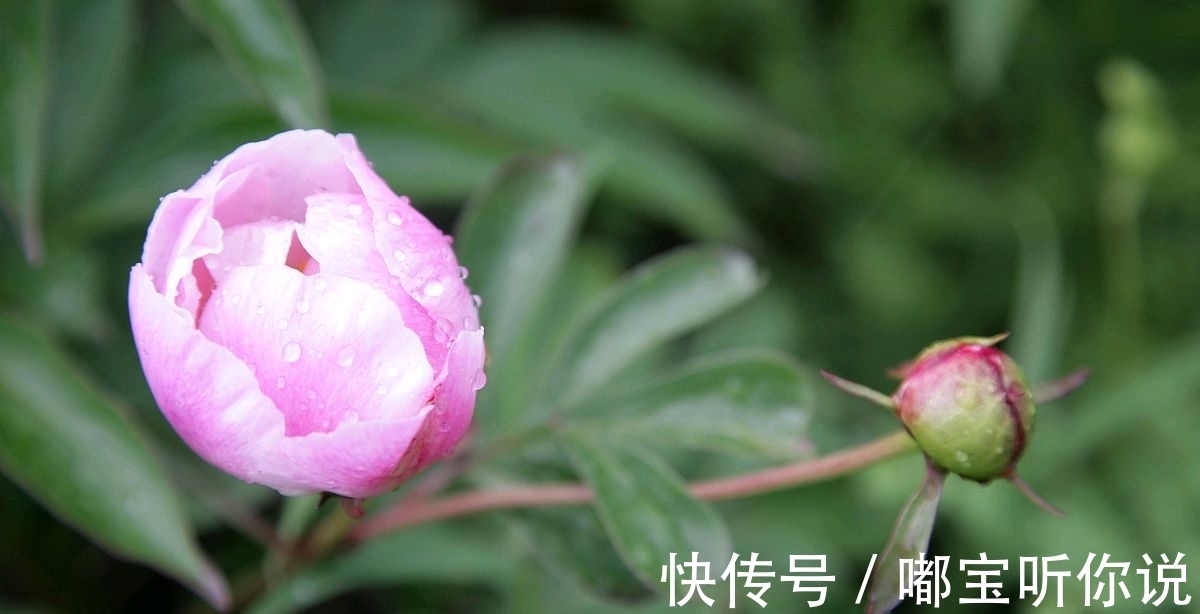 金大业&为花长把新春恨。辛弃疾作于立春日的一首蝶恋花,值得欣赏