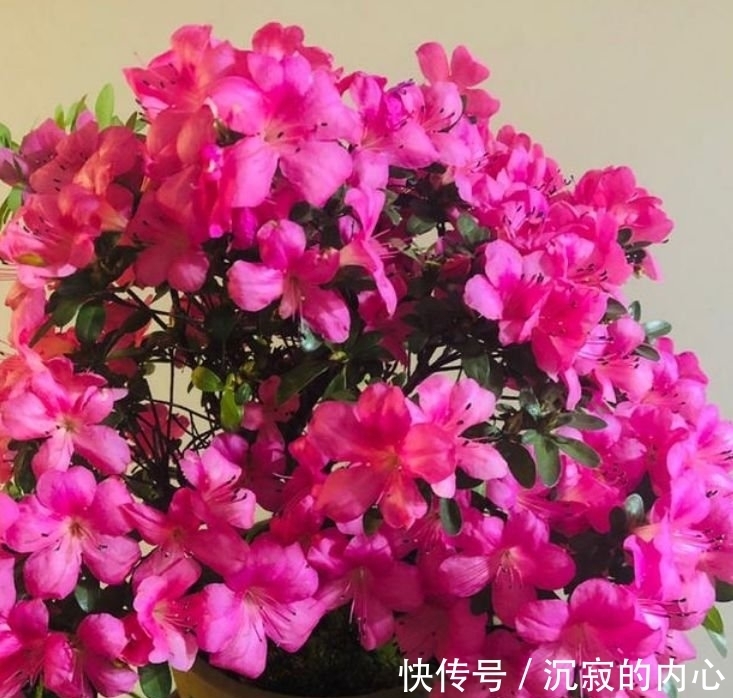 4种花养家里,福旺运旺财更旺,家里财运亨通,旺运一整年