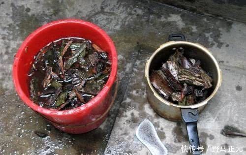 它是最厉害的天然壮根剂,公园捡点“煮一煮”,兰花“爆盆”不黄叶