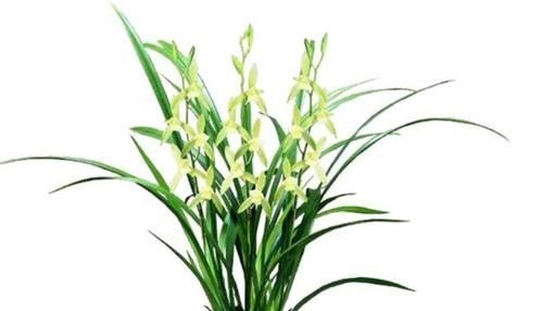 养花还不知道选啥？八种花从古到今一直受人喜欢，你家里有吗