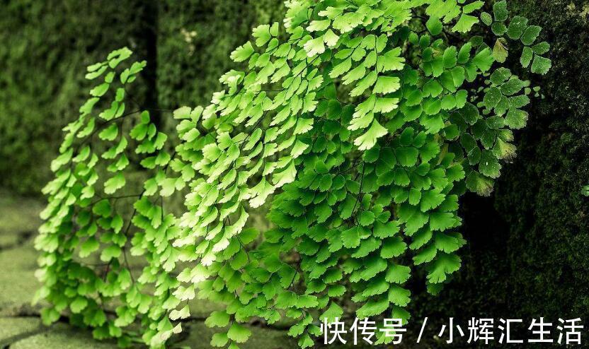 养花试试这几款,叶子非常厚,吸附能力超强