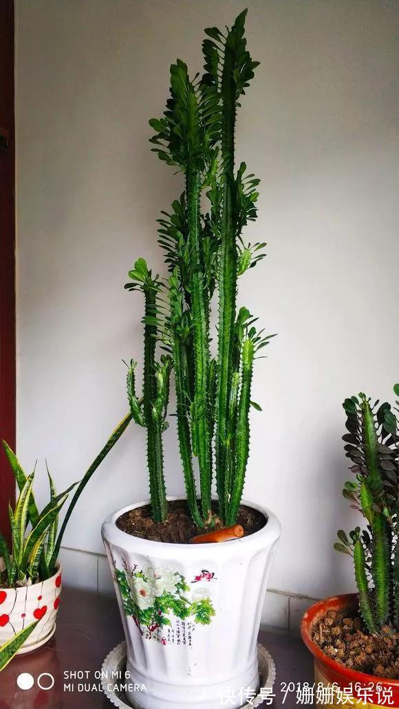 3种“丑花”，长得不怎么样，却能旺运镇宅，关键还好养