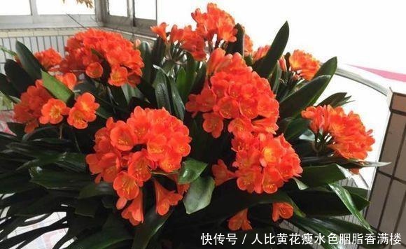 养君子兰,两种“黄水”多喂喂,叶片碧绿,一年能开上好几趟花!