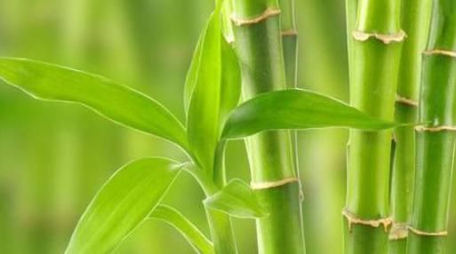 摆上|卧室摆上4样东西,用不久就能添财交好运,后悔现在才知道