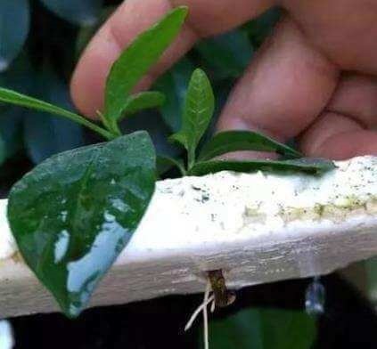 这种扦插神器你都扔了亏大了，赶紧捡回来！