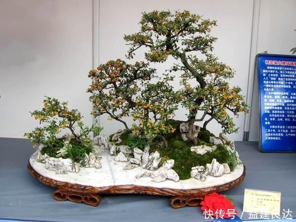 极品水果盆景,这辈子能有一盆,就值了