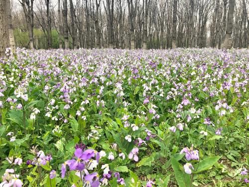 超美“紫色花海”！将府公园二月兰花开正当时！