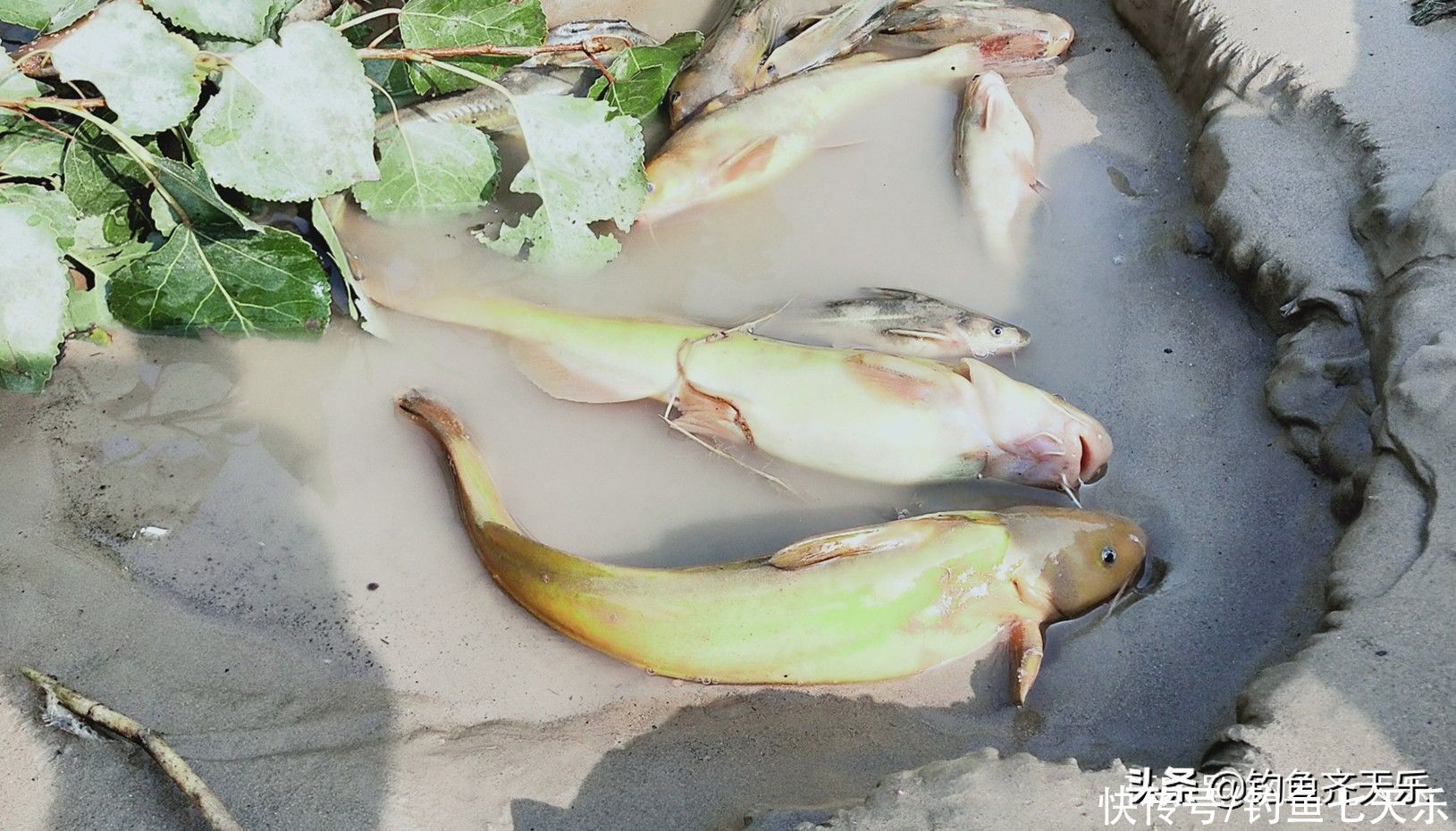 钓位|黄河下游水位创新低，钓鱼的好季节来了！牛尾巴鱼现身黄河滩