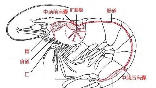 为什么有些人吃虾去虾头，有些人不去虾头？虾头到底能不能吃？