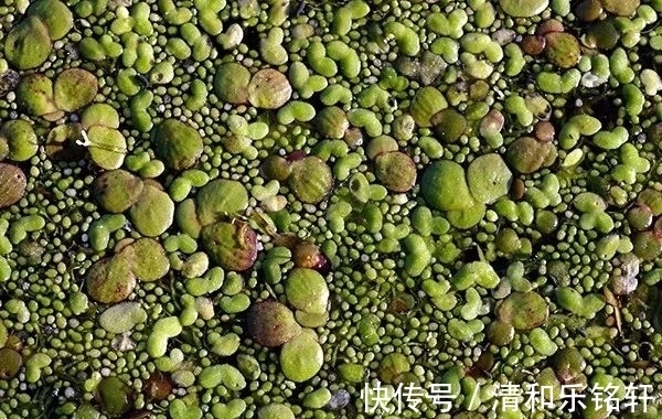 植物界奇葩TOP20,眼界又被刷新了!