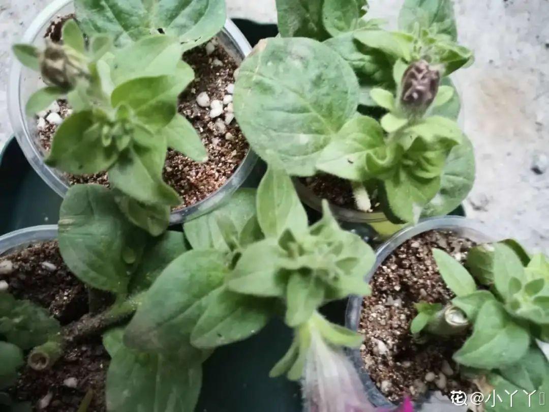 嫩苗|7种花养老桩不好，多扦插、养嫩苗，才能年年开花