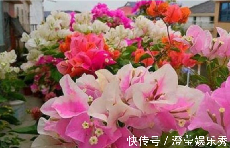 3种花深受花友的喜欢，开花爆盆很简单，一次开花300朵