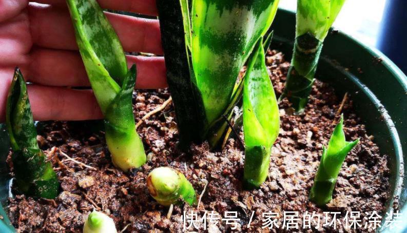 浇花|一把黄豆、一些果皮,囤上2个月,制成万能水肥,养花赚大了