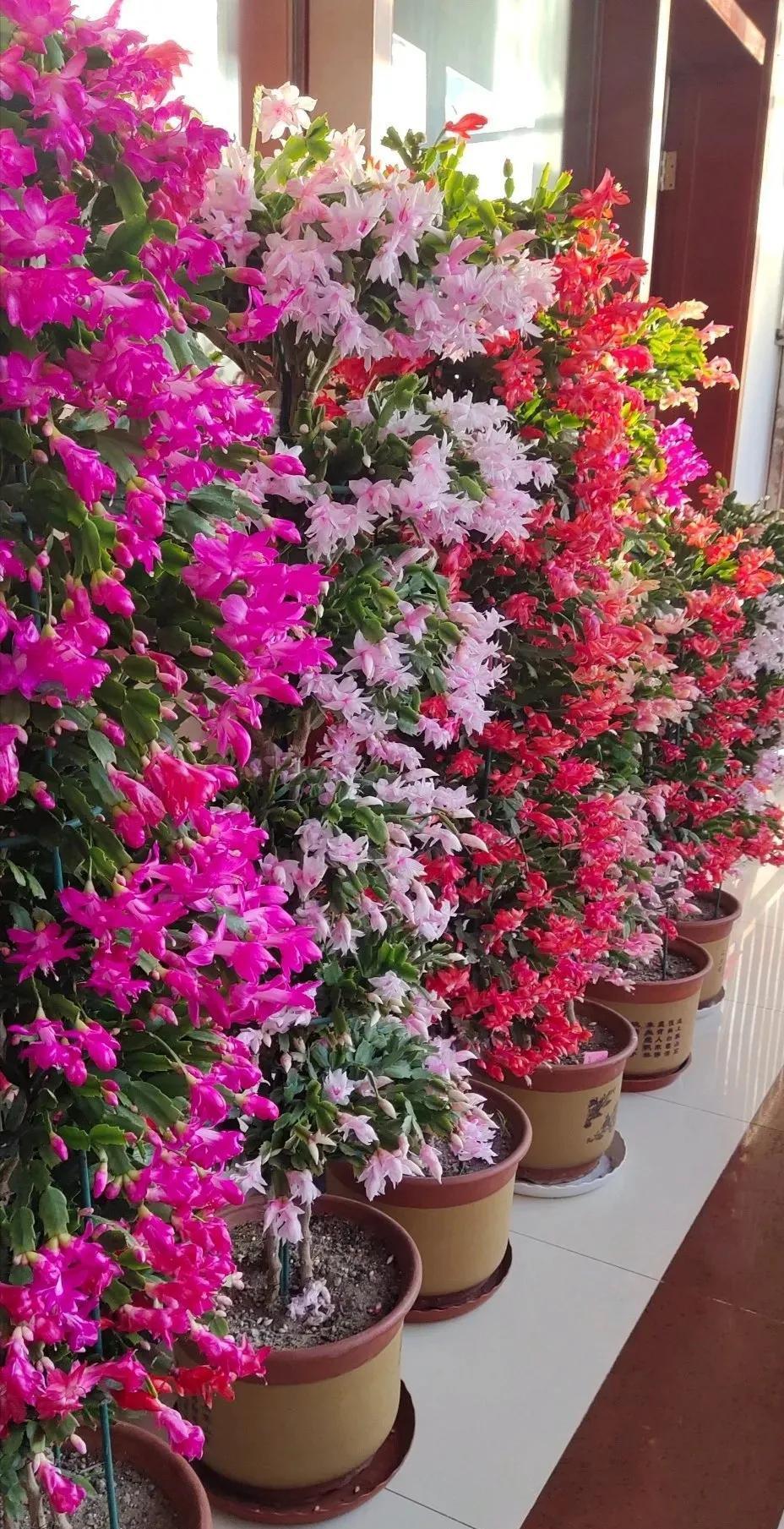 蟹爪兰“软趴趴”,叶子薄不开花?改3个“小毛病”,开成花大树