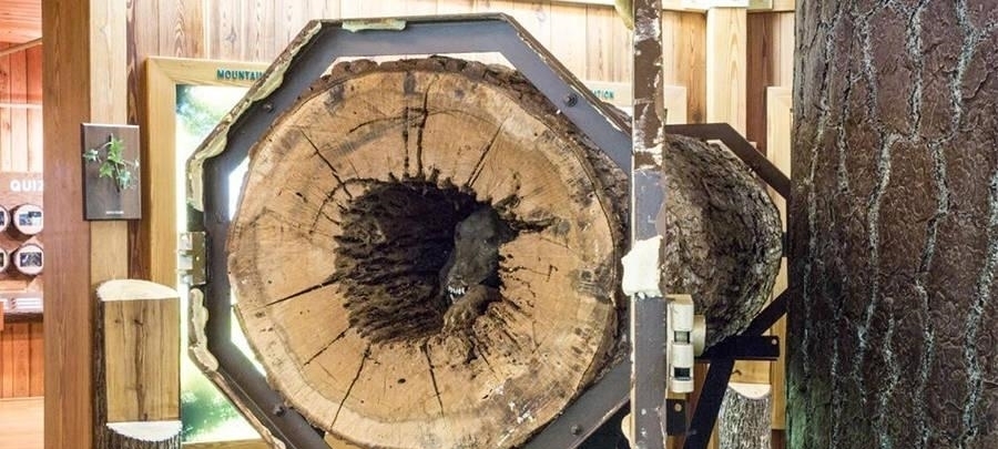 树里|这只木乃伊狗被困树里50多年, 因为追逐松鼠而被树吸成干尸