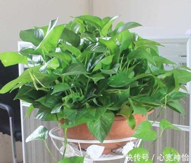 绿萝日常这样养护,天天都能保持爆盆的状态