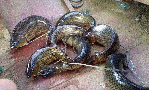 教你一种能让鱼离水活五天不死,并且不用水电、冰箱的法子