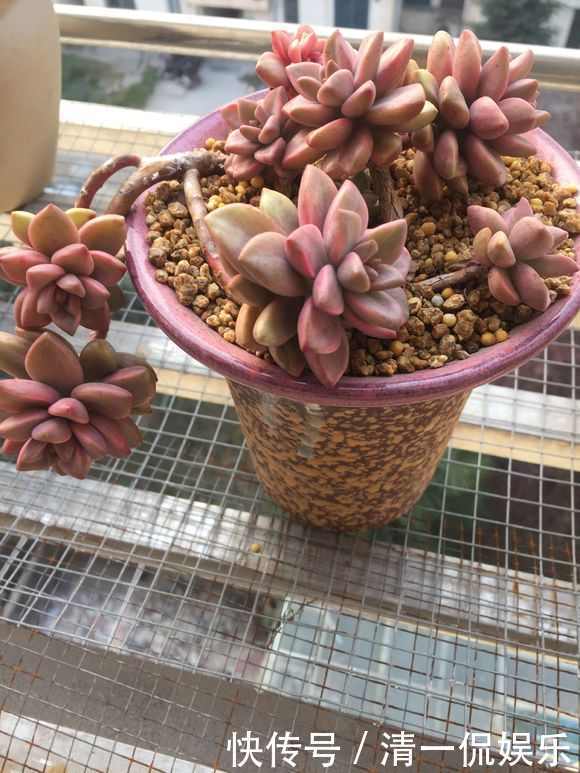 多肉|盆里加把灰,多肉一个月胖一圈,答案在这,其实很简单