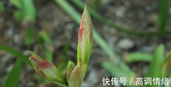 兰花发芽的方法:记住8个基础知识,兰花生长旺盛