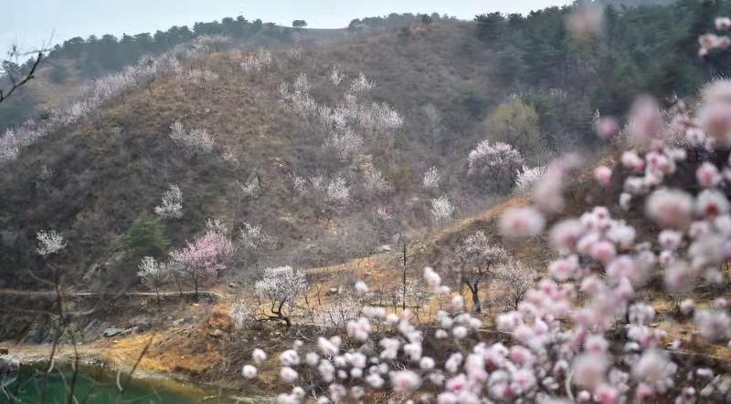 满山杏花迎春开太行山上春色浓！