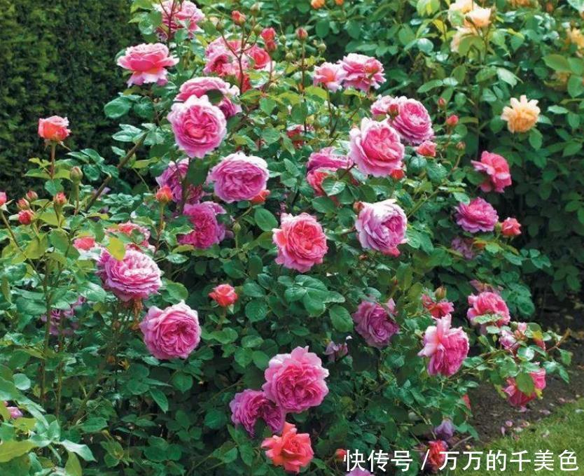 常年|在花盆里如何养好月季花,让月季常年开花的技巧