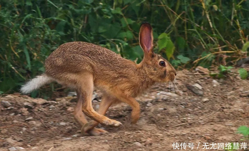  野鸡|“不捉下山鸡，不追上山兔”这句俗语蕴含这样的道理，古人真聪明