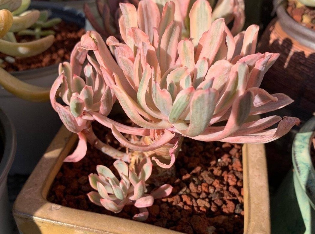 开春养多肉,5种多肉,适合新手养护,白菜价格,便宜好养