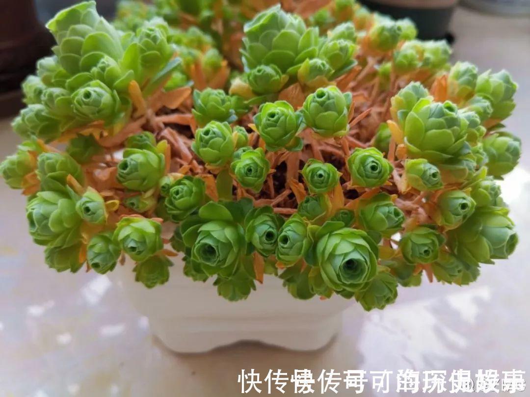 静夜静夜|6种多肉太难养,赶紧留个种,省得每年都要重新买!