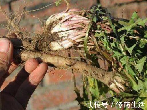 养肝|肝病的“死对头”, 只要每天吃一点, 排毒养肝, 肝病不攻自破