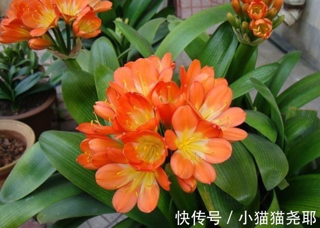 花苞|养君子兰，注意3个“要领”，一年开花2次，一盆开出十几朵！