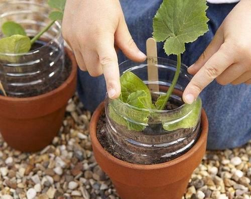  花卉|冬天扦插花卉，准备1个塑料瓶，生根快成活率高！