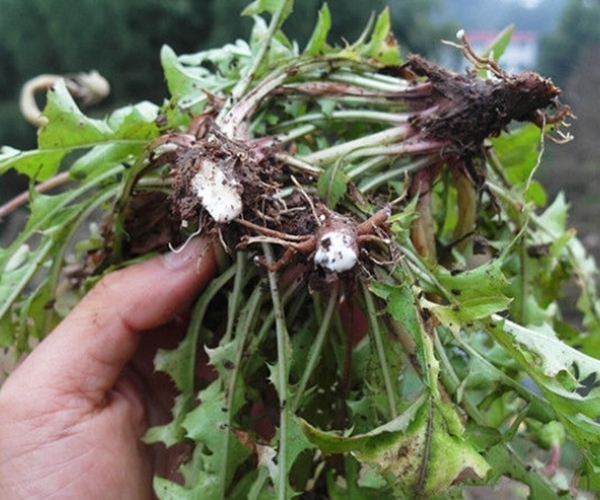 蒲公英水|农村大姐，因一壶蒲公英水，被送进医院，她犯的错你可能也在犯！