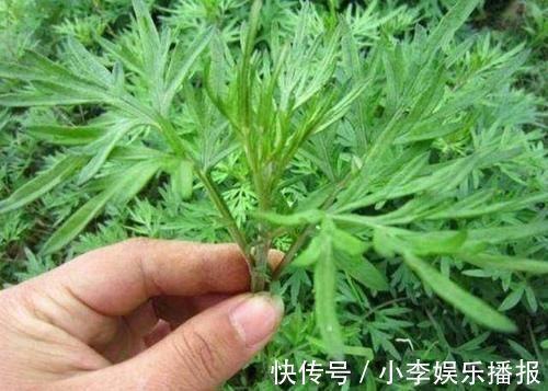 家里花卉烂根烂叶，几种天然灭虫法，不生虫养花好