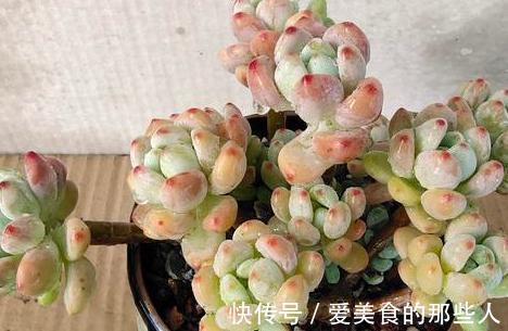 大虾|多肉植物劳尔控养经验分享,看看您所在的地区能控出不同状态吗