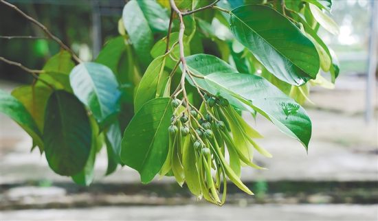 植物|海南热带雨林国家公园为生物多样性保护贡献“智慧”