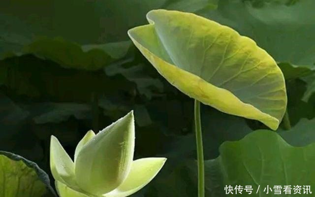 战胜|拯救世人,战胜疫情(一首赞美诗)