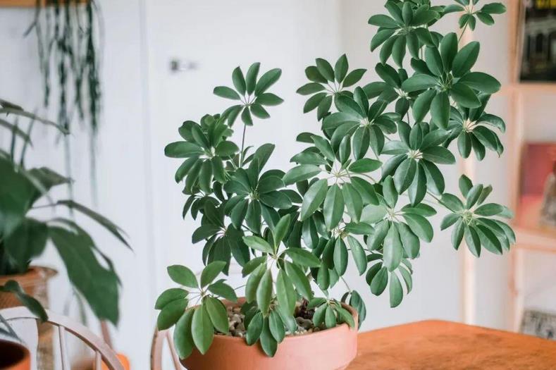 鸭脚木|夏季养鸭脚木，除了打理好基础外，还需多注意2点