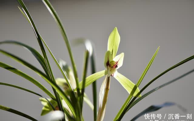 夏天|夏天如何管理兰花,才能确保不会烂根?这3点非常重要