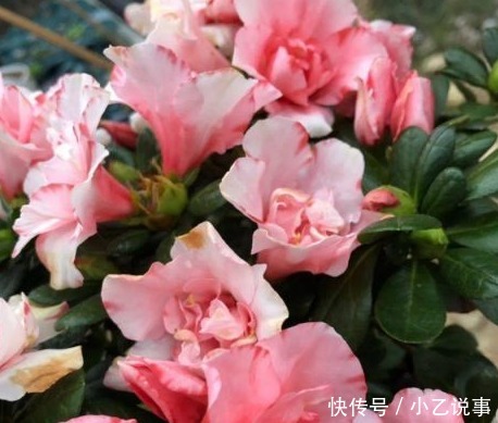 10种花,别着急往屋里搬,放外面冻20天,明年开花才旺