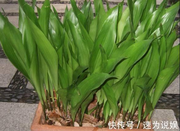 好看似兰花,比绿萝好养10倍,养盆一叶兰,年年挤爆盆