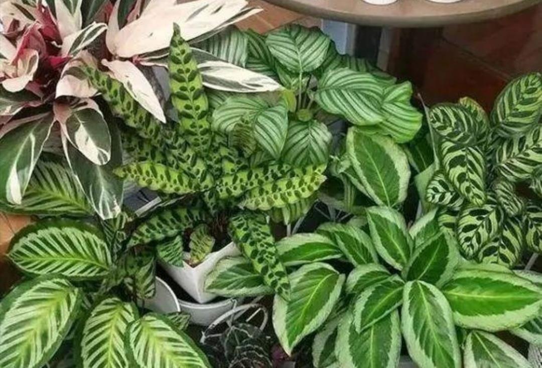 花卉|6种花太怕晒，切记不能长时间晒太阳，不然容易枯萎黄叶