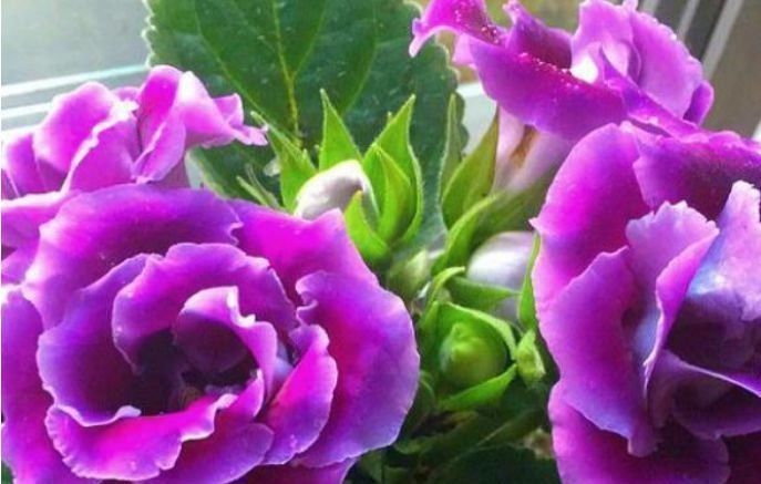 凤仙花|公认最美的3种花,谁见了都喜欢,好养又漂亮,烂漫迷人眼