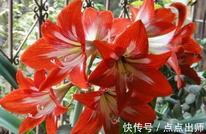 肥料|养花高手必备的5种“花肥”,新手想要养好花,家中常备错不了