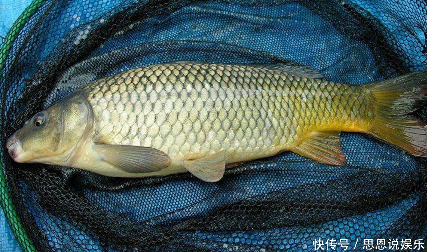 鲤鱼5种最好吃的做法,每种都营养美味,看看你喜欢吃哪种