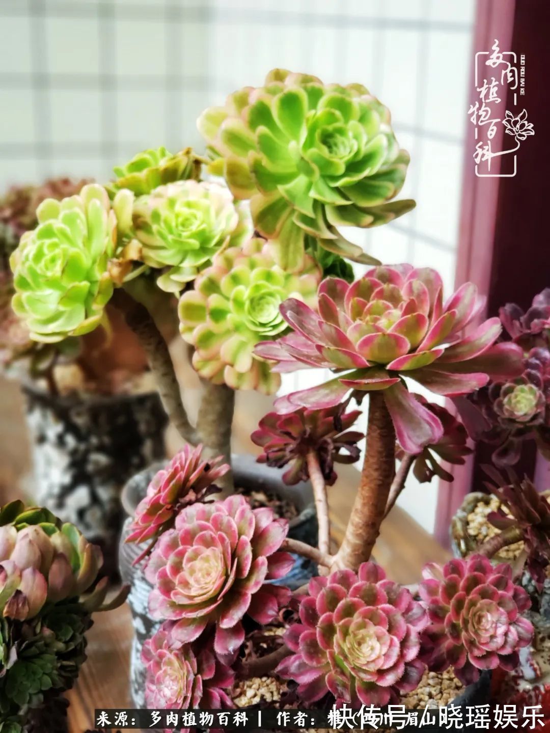 万圣节|养多肉六年,从痴迷到佛系,世事漫随流水,唯有喜爱永恒!