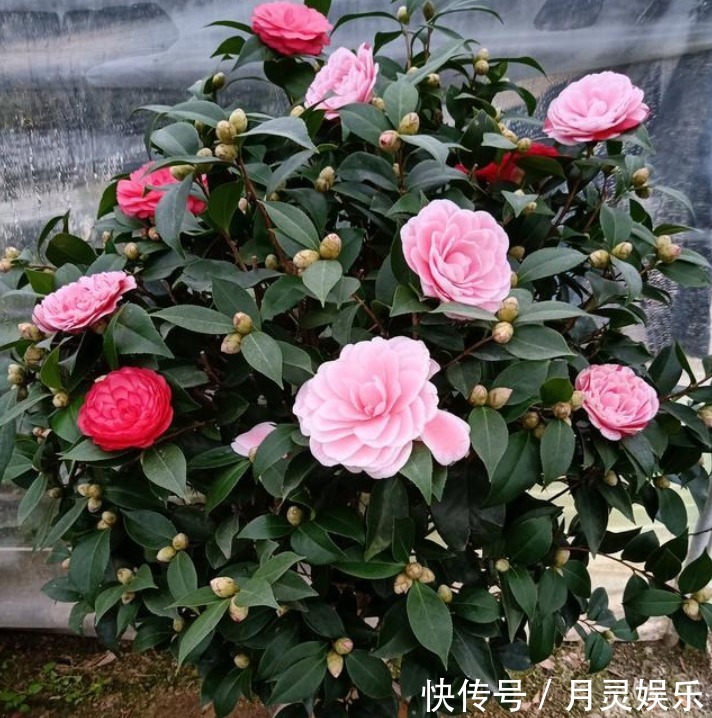 让“茶花”开花不断,1土壤2光照3施肥,关键点学会,1连开几个月
